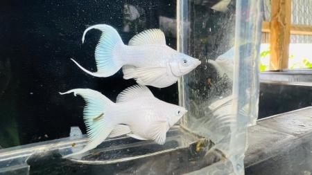 Molly platium mắt đen-duoc-ban-tai-Cá cảnh Sóc Aquarium