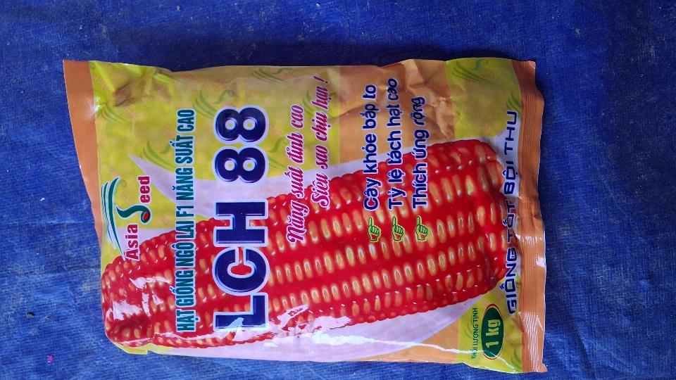 Giống ngô lai đơn LCH88-duoc-ban-tai-Phân bón  Phú Son