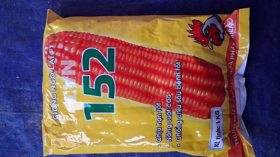 Giống ngô lai đơn 152-duoc-ban-tai-Phân bón  Phú Son