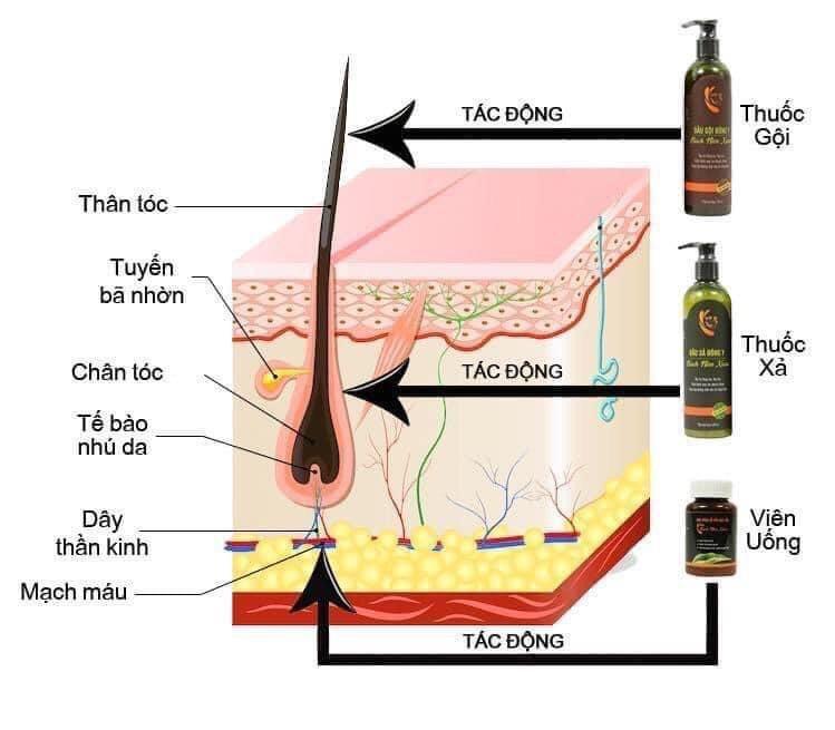 Dầu xả Bách niên xuân -duoc-ban-tai-KDCARE