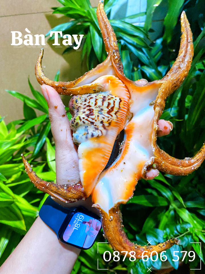 Ốc Bàn Tay-duoc-ban-tai-Hải Sản CaRiBê