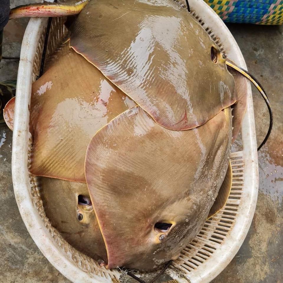 Cá đuối rào -duoc-ban-tai-Nhà hàng hải sản Win Seafood