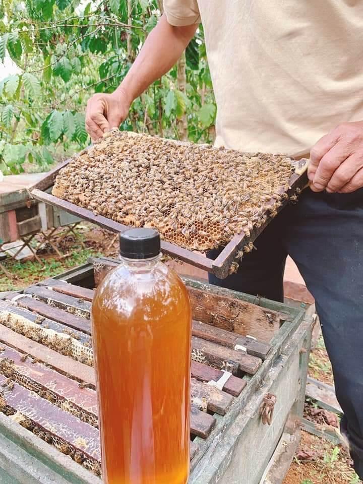 Mật ong Hoa Cafe Dak Lak-duoc-ban-tai-ORISTORE- SỨC KHOẺ XANH