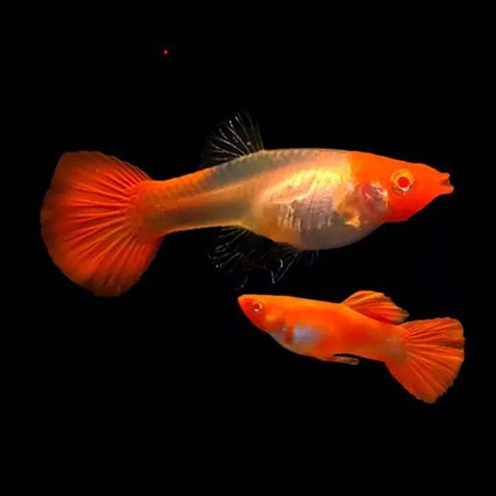 Bảy màu koi red-duoc-ban-tai-Cá cảnh Sóc Aquarium