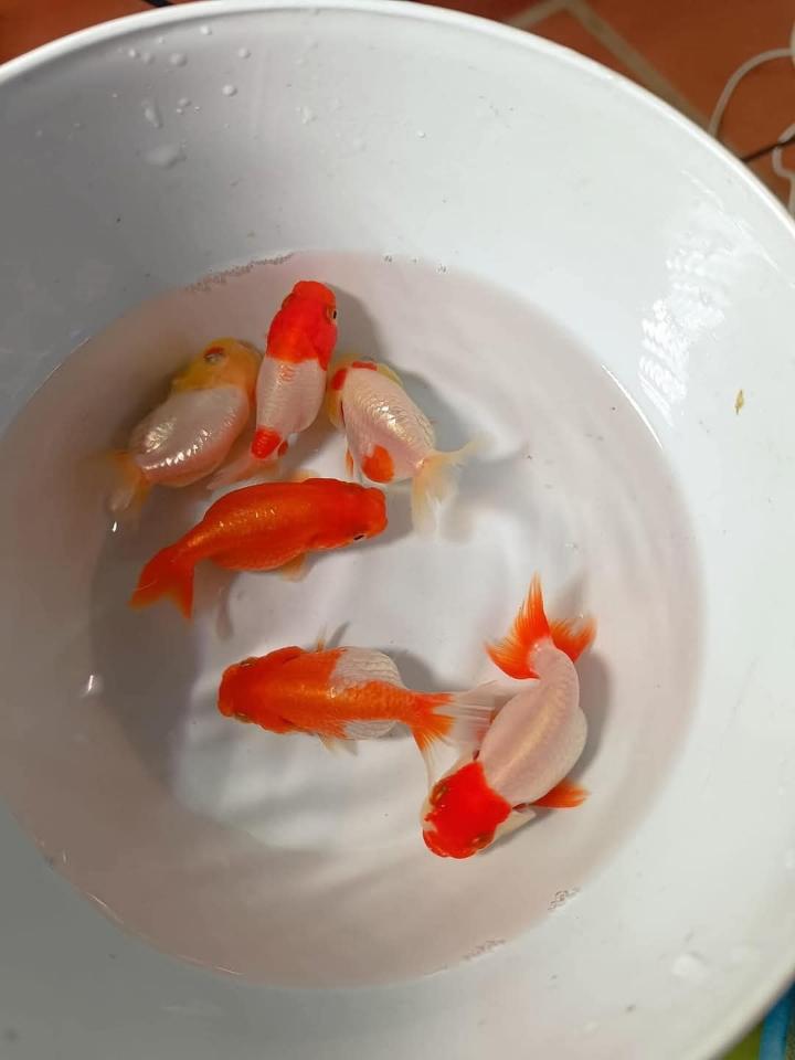 Cá ranchu-duoc-ban-tai-Cá cảnh Sóc Aquarium