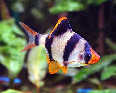 Cá xecan tứ vân-duoc-ban-tai-Cá cảnh Sóc Aquarium