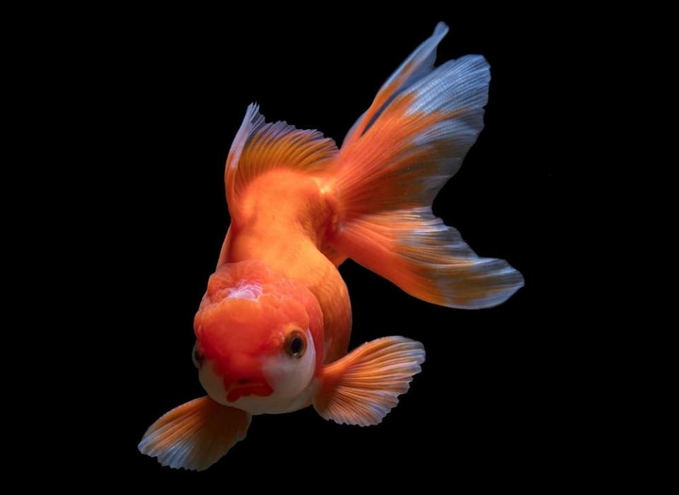 Cá ba đuôi 15k-duoc-ban-tai-Cá cảnh Sóc Aquarium