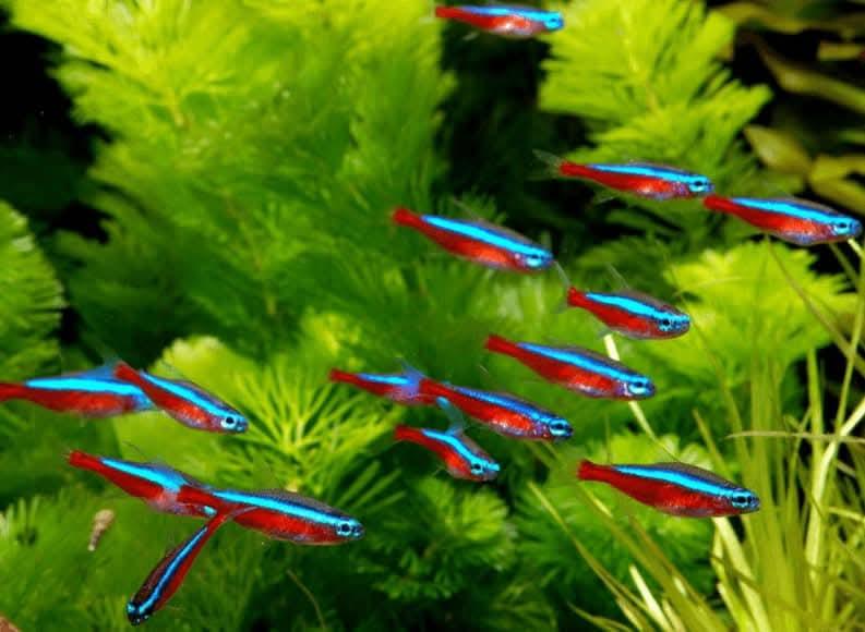 Cá neon vua-duoc-ban-tai-Cá cảnh Sóc Aquarium