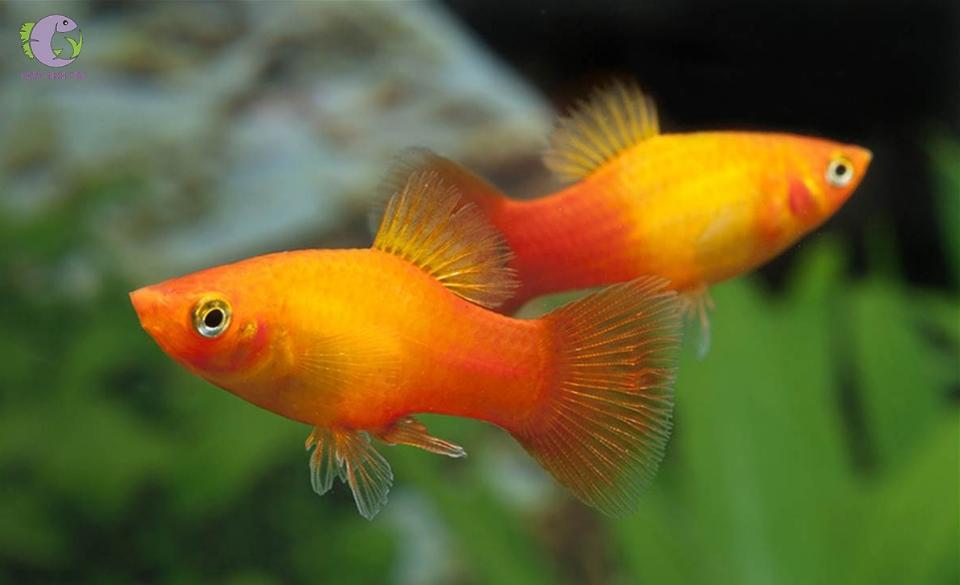 Cá mún uyên ương-duoc-ban-tai-Cá cảnh Sóc Aquarium