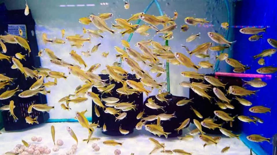 Cá nana vàng-duoc-ban-tai-Cá cảnh Sóc Aquarium