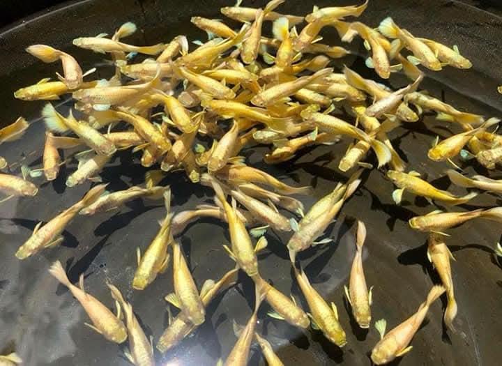 Cá bảy màu full gold-duoc-ban-tai-Cá cảnh Sóc Aquarium