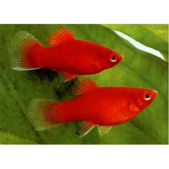 Cá mún đỏ-duoc-ban-tai-Cá cảnh Sóc Aquarium