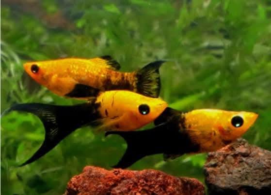 Cá hắc molly-duoc-ban-tai-Cá cảnh Sóc Aquarium