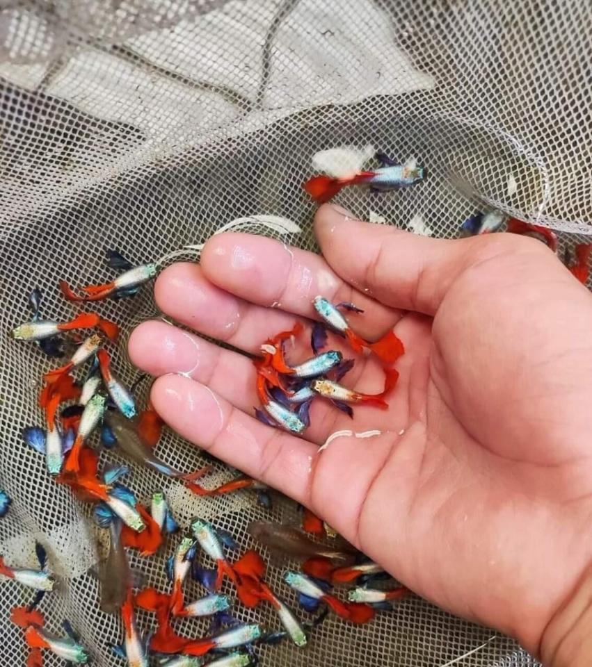 Cá bảy màu công đỏ-duoc-ban-tai-Cá cảnh Sóc Aquarium