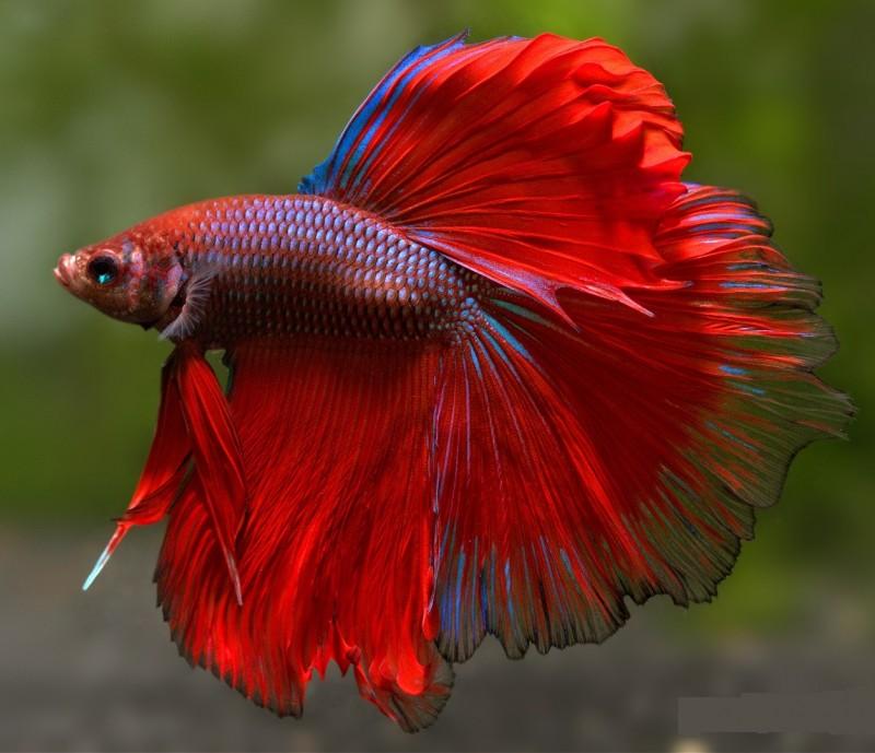 Cá beta HM-duoc-ban-tai-Cá cảnh Sóc Aquarium