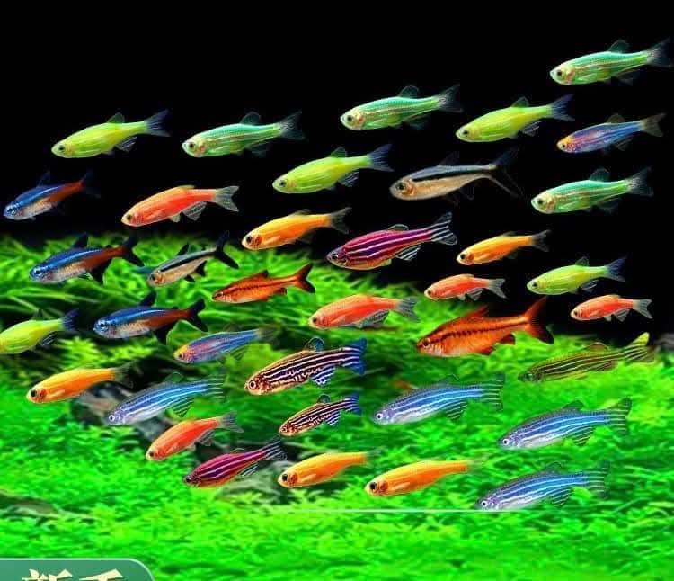 Cá sọc ngựa dạ quang-duoc-ban-tai-Cá cảnh Sóc Aquarium