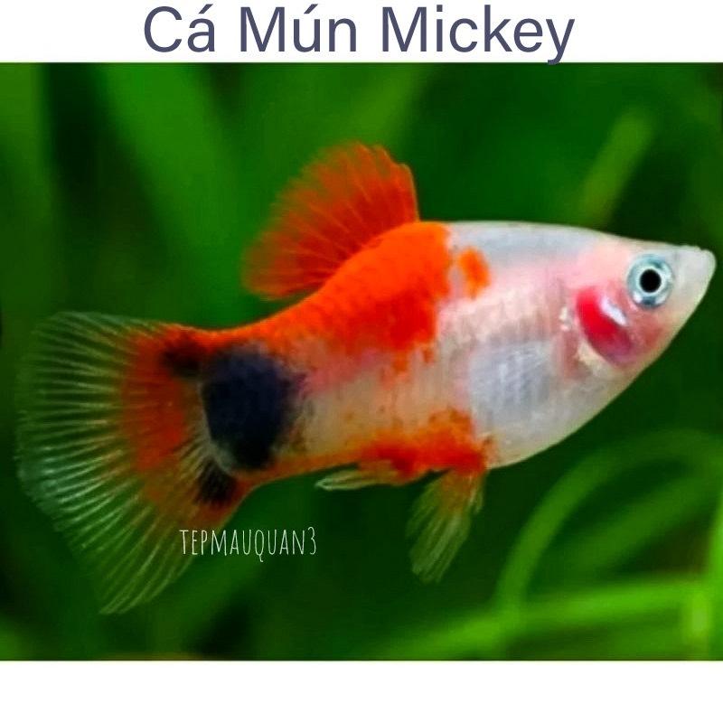 Cá mún 3 màu-duoc-ban-tai-Cá cảnh Sóc Aquarium