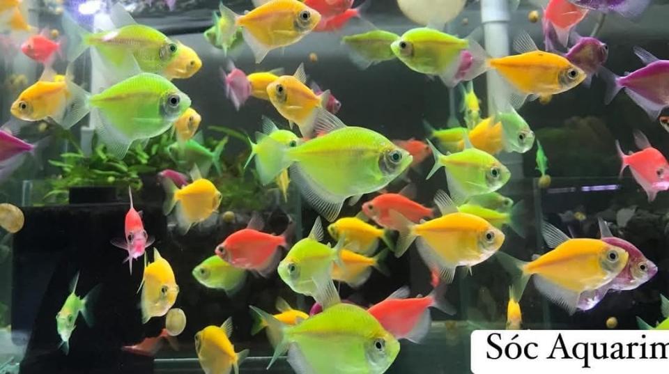Cá cánh buồm-duoc-ban-tai-Cá cảnh Sóc Aquarium