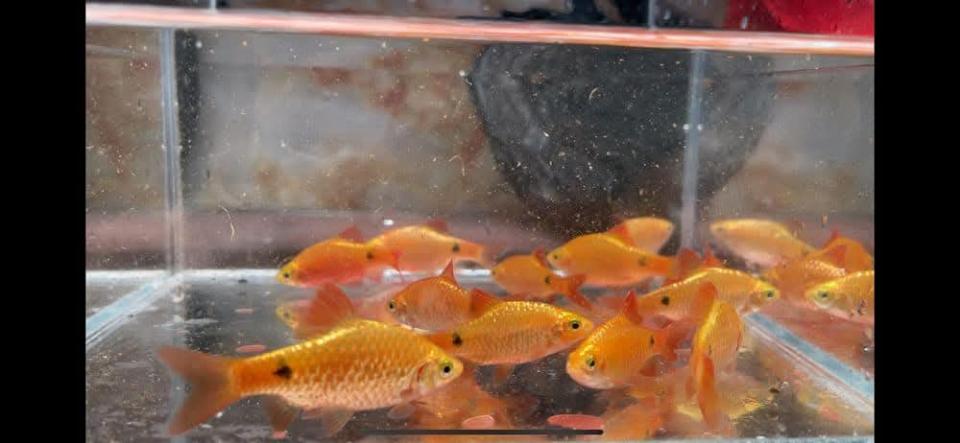 Cá Mai quế-duoc-ban-tai-Cá cảnh Sóc Aquarium