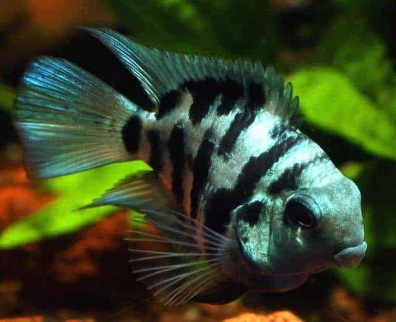 Cá két panda-duoc-ban-tai-Cá cảnh Sóc Aquarium