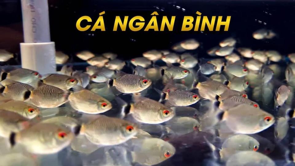 Cá ngân bình-duoc-ban-tai-Cá cảnh Sóc Aquarium
