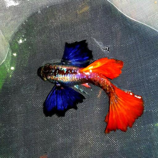 Cá bảy màu dumbo-duoc-ban-tai-Cá cảnh Sóc Aquarium