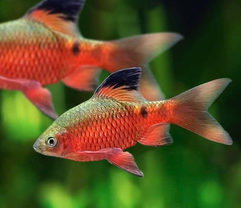 Cá mai quế vây dài-duoc-ban-tai-Cá cảnh Sóc Aquarium