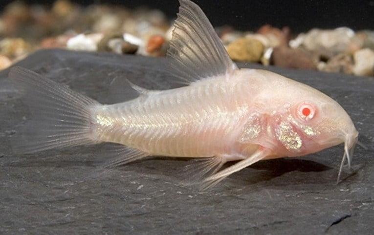 Cá chuột abino-duoc-ban-tai-Cá cảnh Sóc Aquarium