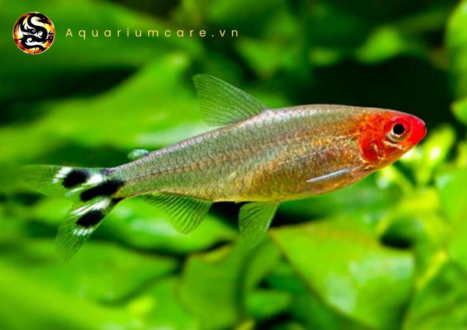 Cá sóc đầu đỏ-duoc-ban-tai-Cá cảnh Sóc Aquarium