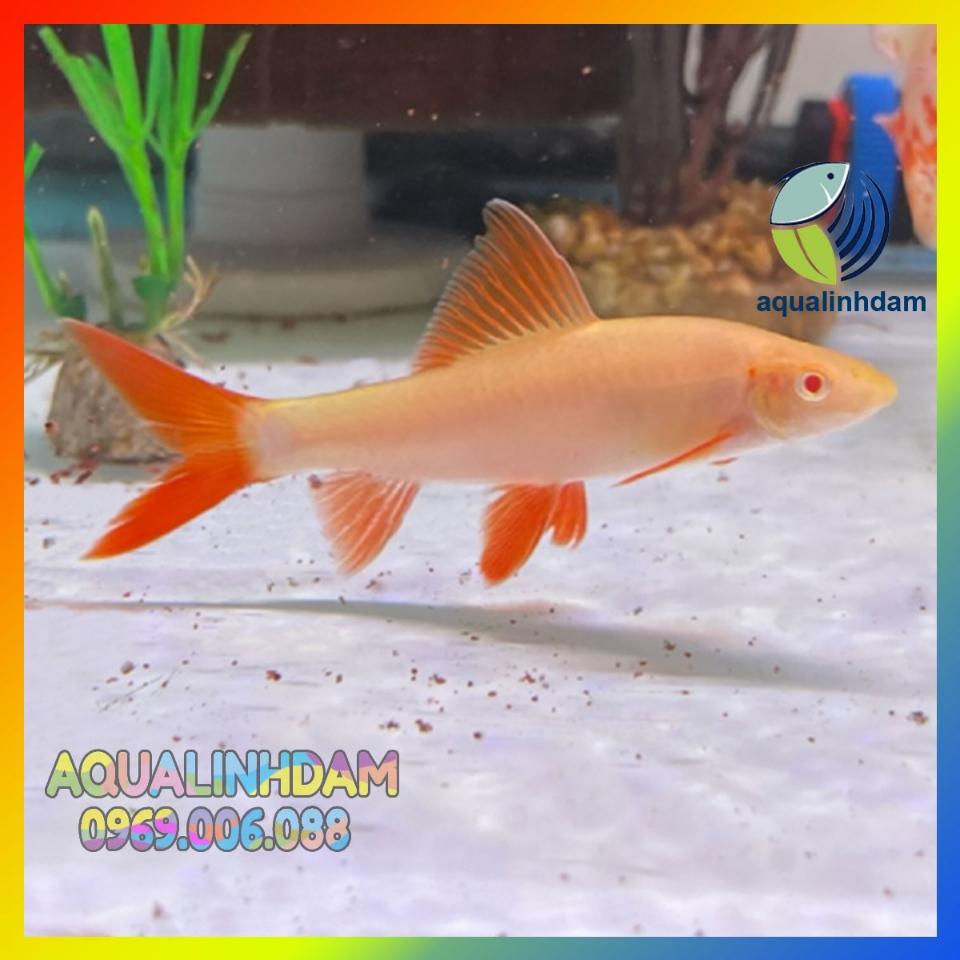 Cá chuột thái-duoc-ban-tai-Cá cảnh Sóc Aquarium