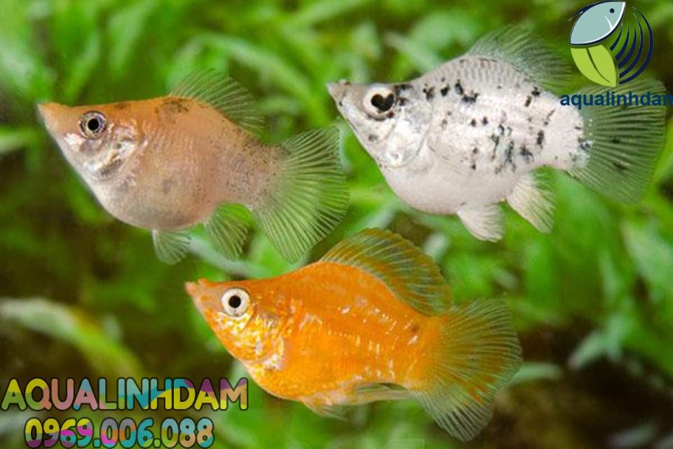 Cá bình tích-duoc-ban-tai-Cá cảnh Sóc Aquarium