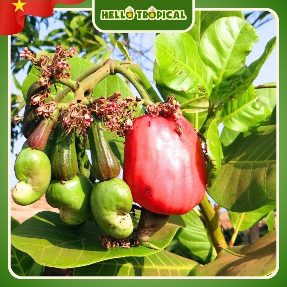 Hạt Điều Rang Tỏi Ớt Phú Vinh ( 500gr) -duoc-ban-tai-HELLO TROPICAL VIETNAM