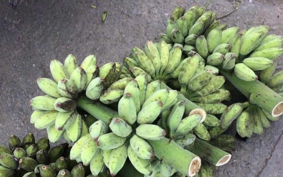 Chuối xiêm / sáp buồng (kg)-duoc-ban-tai-Hellô Trôpical