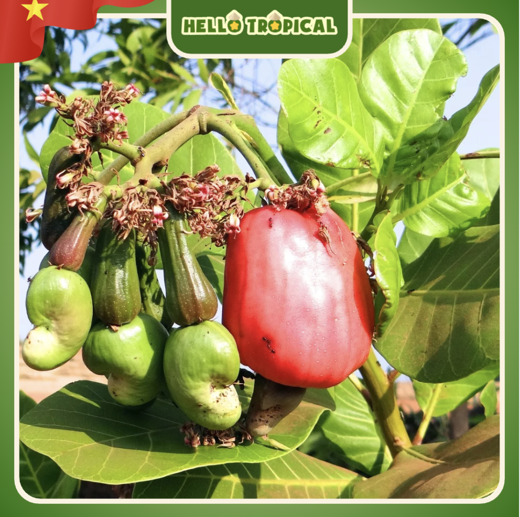 Hạt Điều Rang Tỏi Ớt Phú Vinh (500gr) -duoc-ban-tai-HELLO TROPICAL VIETNAM