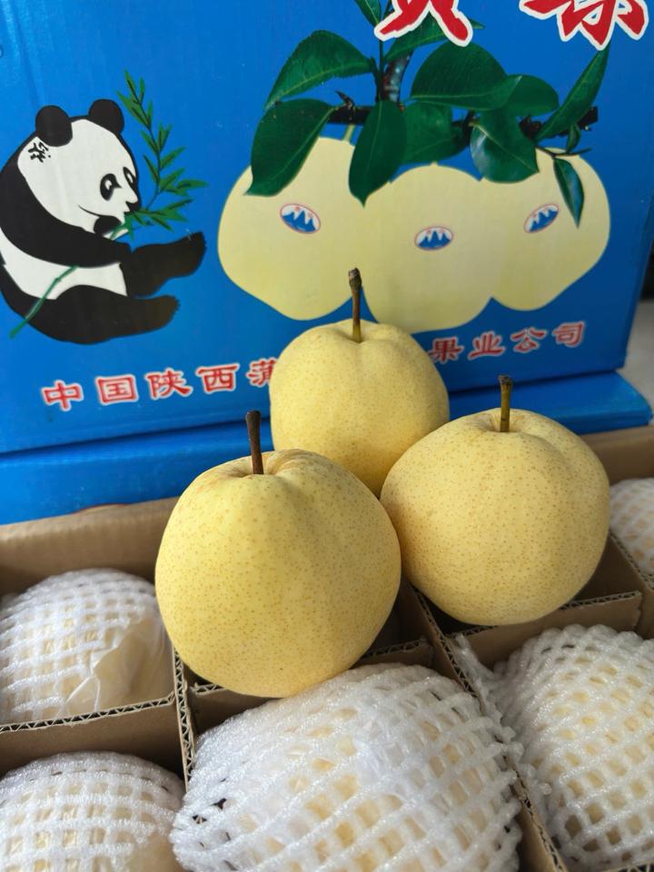 lê đường gấu-duoc-ban-tai-Trái Cây Nhập khẩu Ngọc Hiền