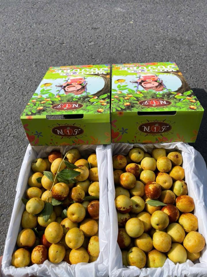 táo tàu em bé 1,6kg xách-duoc-ban-tai-Trái Cây Nhập khẩu Ngọc Hiền