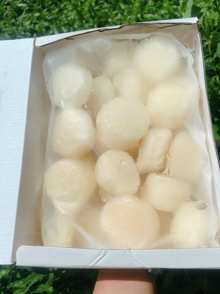 Còi Sò Điệp khổng lồ-duoc-ban-tai-Hihihouse