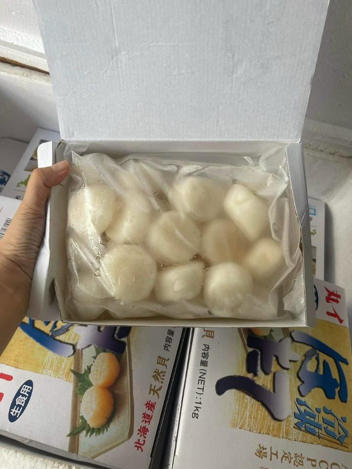 Còi Sò Điệp khổng lồ-duoc-ban-tai-Hihihouse
