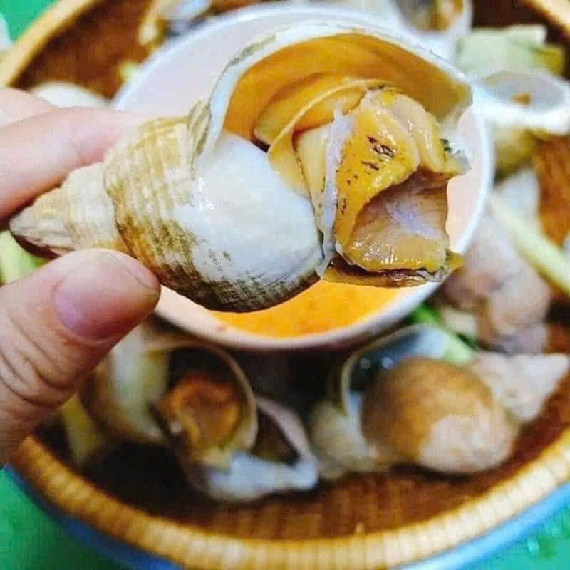 Ốc bulot size 20 - 30-duoc-ban-tai-Hihihouse