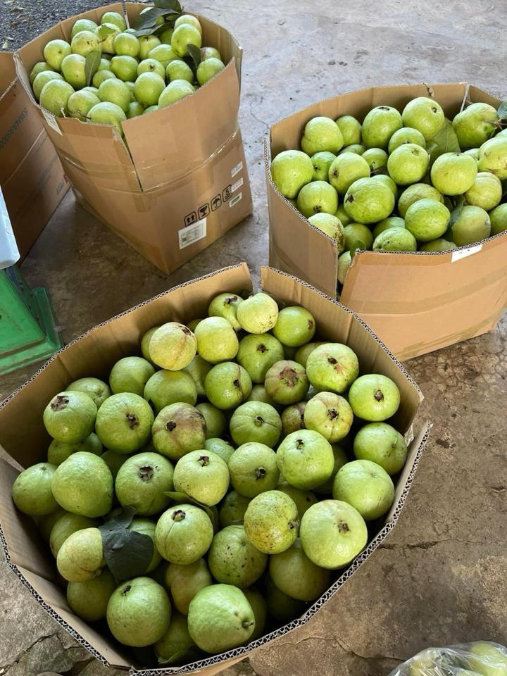 Ổi Nghĩa Đàn-duoc-ban-tai-Tường Khôi
