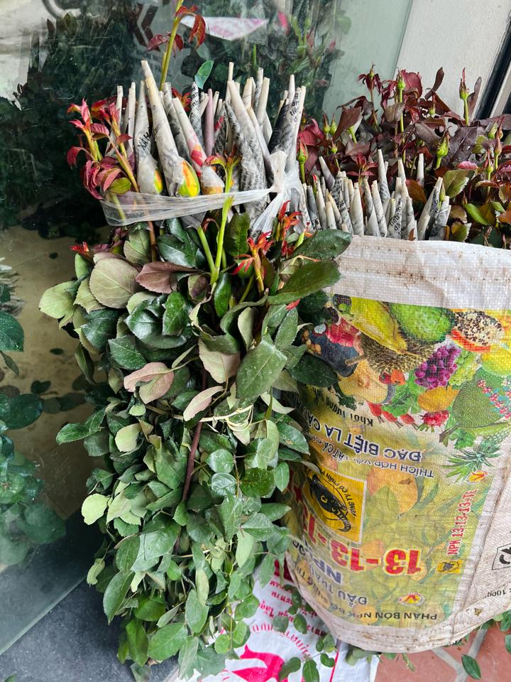 Hồng đu đủ dài-duoc-ban-tai-Tường Khôi
