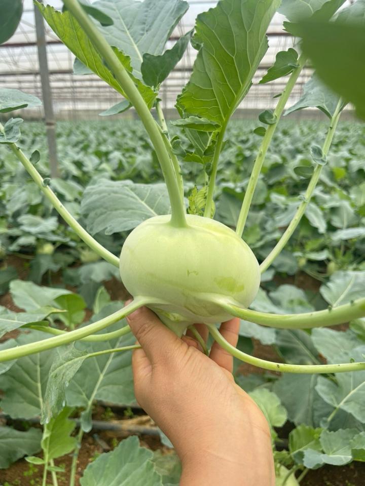 Su hào nhà kính-duoc-ban-tai-Tường Khôi