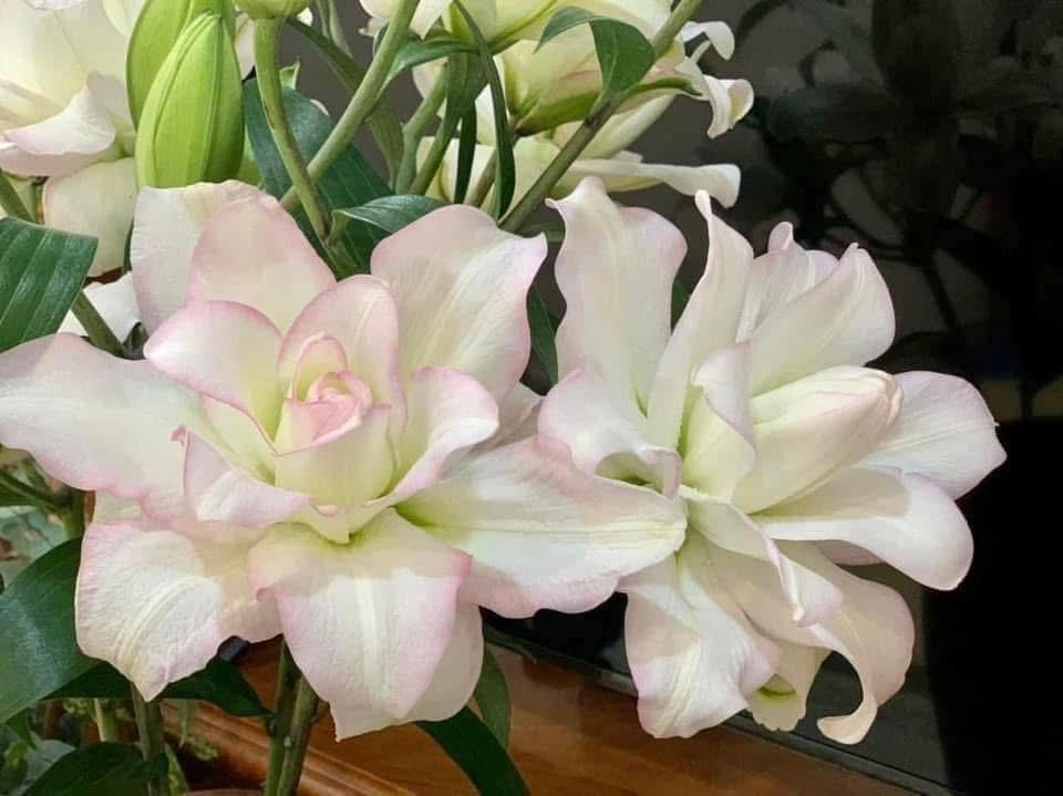 Kép anouska 3-4 tai-duoc-ban-tai-Tường Khôi