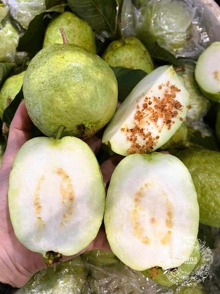 Ổi Bắc Giang-duoc-ban-tai-Tường Khôi