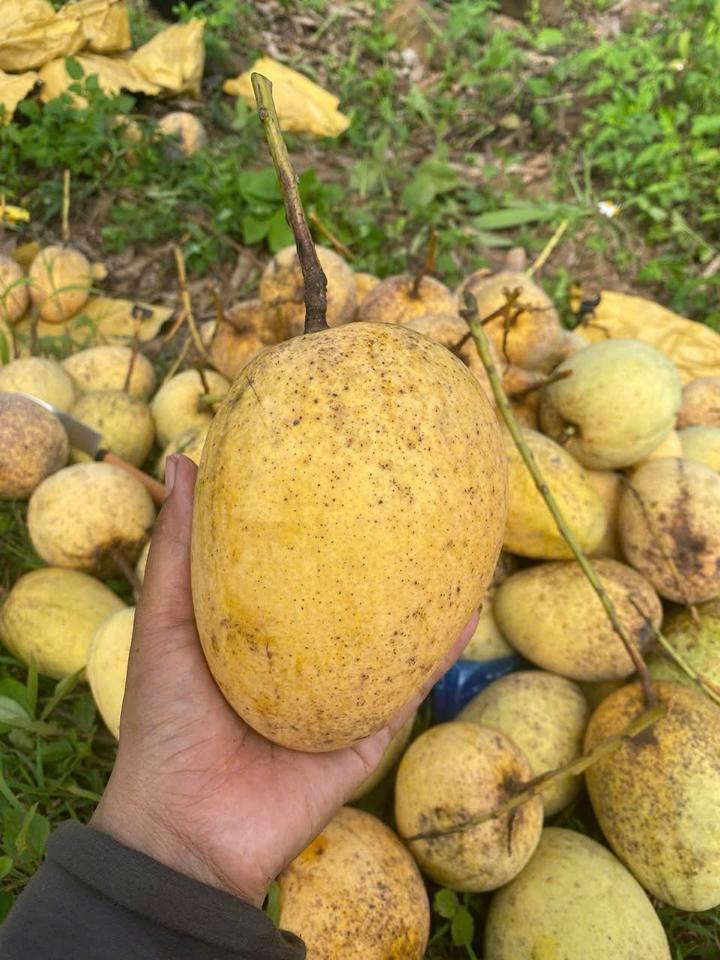 Xoài chu sơn la-duoc-ban-tai-Tường Khôi