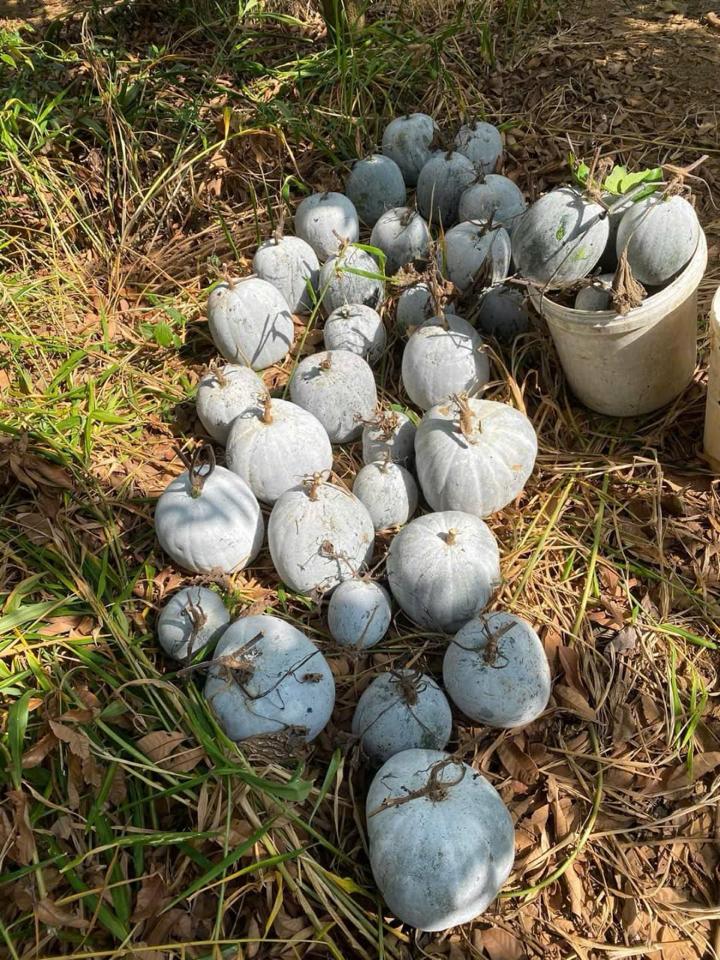 Bí thơm-duoc-ban-tai-Tường Khôi