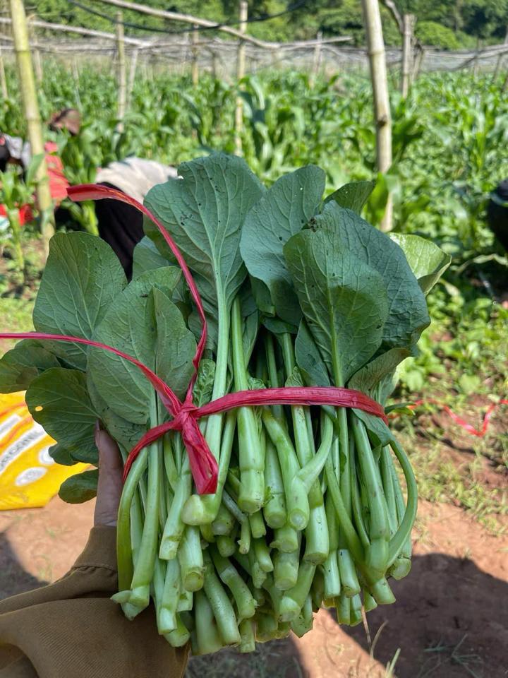 Cải ngồng-duoc-ban-tai-Tường Khôi