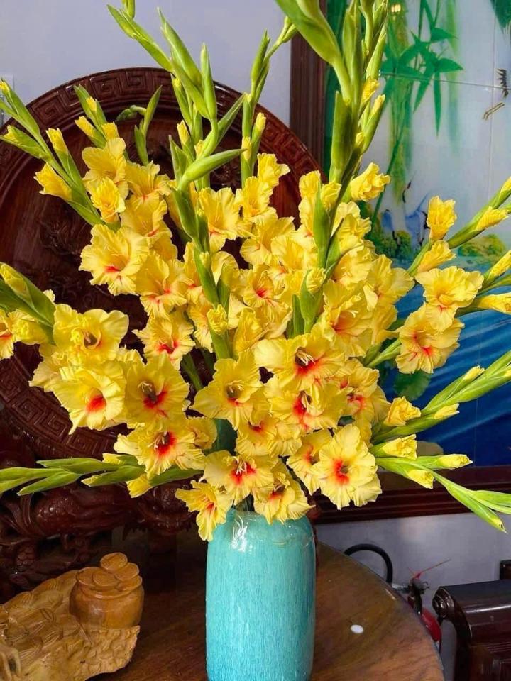 Dơn vàng tâm đỏ-duoc-ban-tai-Tường Khôi