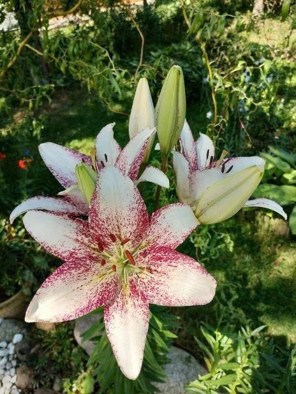 Hoa ly bụi trắng-duoc-ban-tai-Tường Khôi