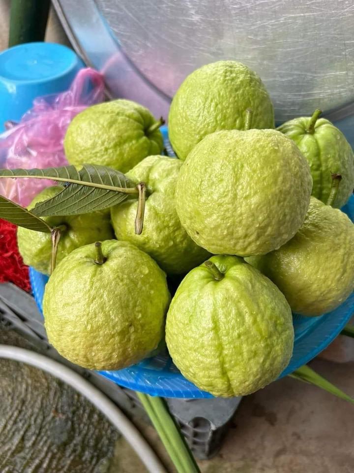 Ổi Găng-duoc-ban-tai-Tường Khôi